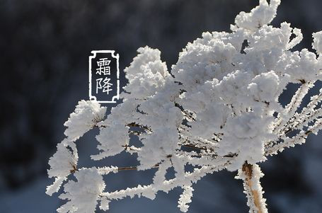 今日霜降 _ 露凝為霜知霜降，滴酒品后知濃香96.png